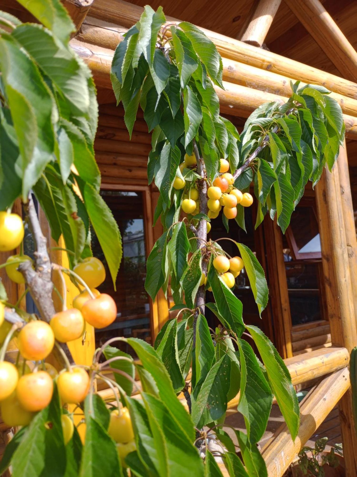Foresta Acantilados, Casa Container Y Cabana De Troncos 马德普拉塔 外观 照片
